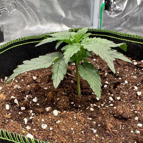 La Diva  #2 growlog timeline photo