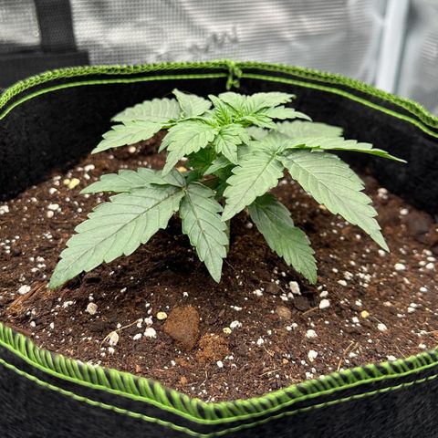 La Diva  #3 growlog timeline photo