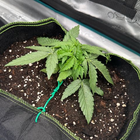 Quick One growlog timeline photo