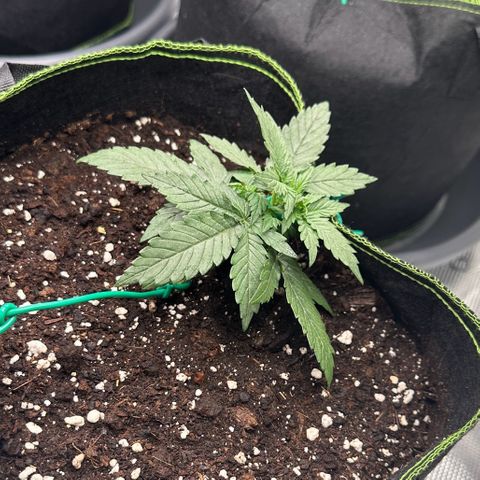La Diva  #1 growlog timeline photo