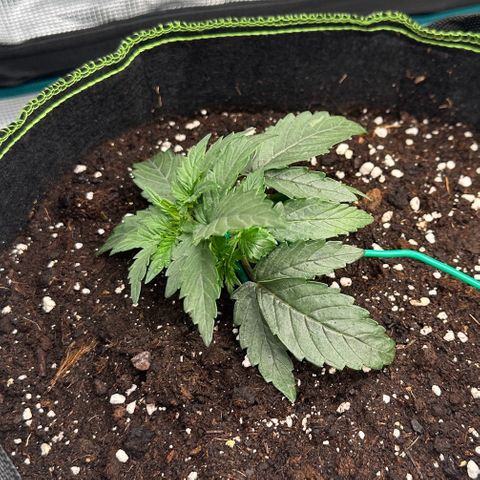 La Diva  #2 growlog timeline photo