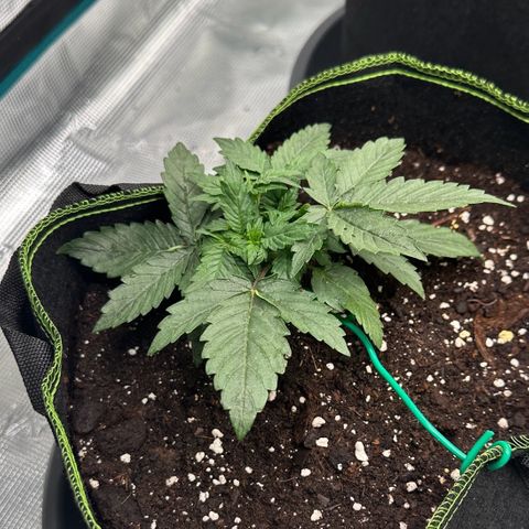 La Diva  #3 growlog timeline photo