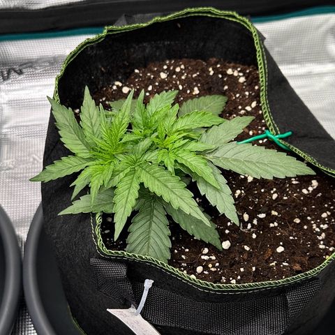 Quick One growlog timeline photo