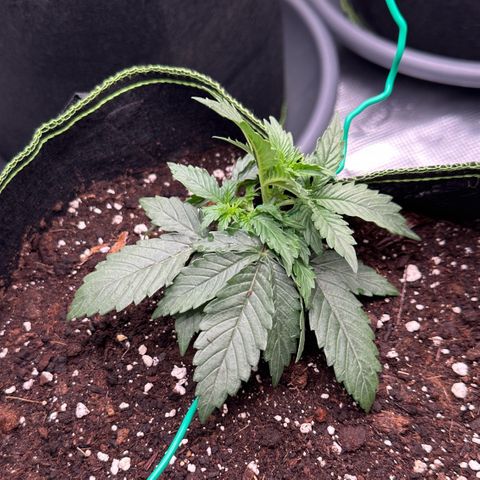 La Diva  #1 growlog timeline photo