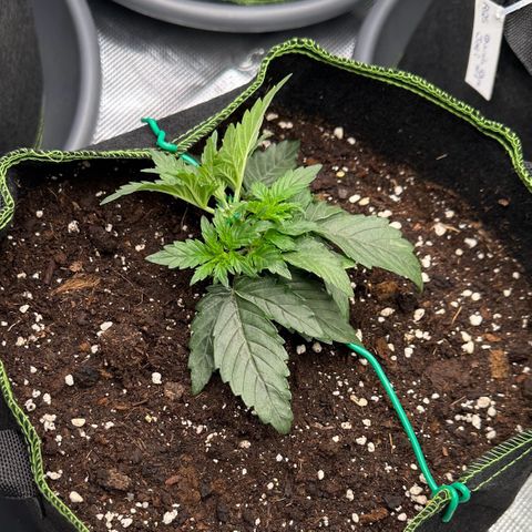 La Diva  #2 growlog timeline photo