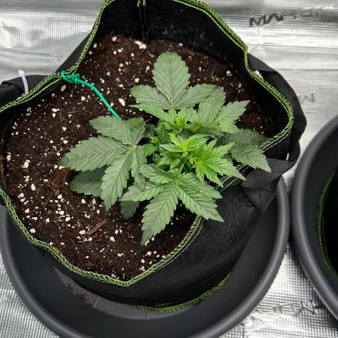 La Diva  #3 growlog timeline photo