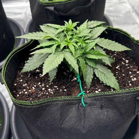 Quick One growlog timeline photo