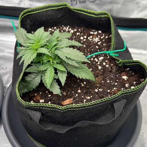 La Diva  #1 growlog timeline photo