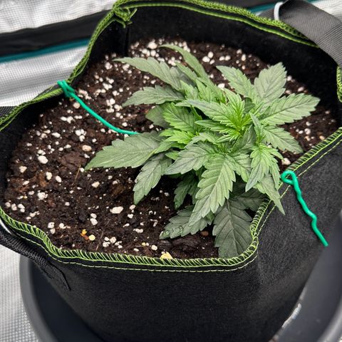 La Diva  #2 growlog timeline photo