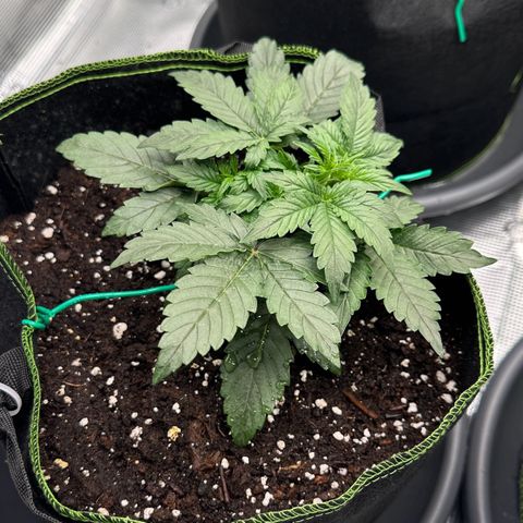 La Diva  #3 growlog timeline photo