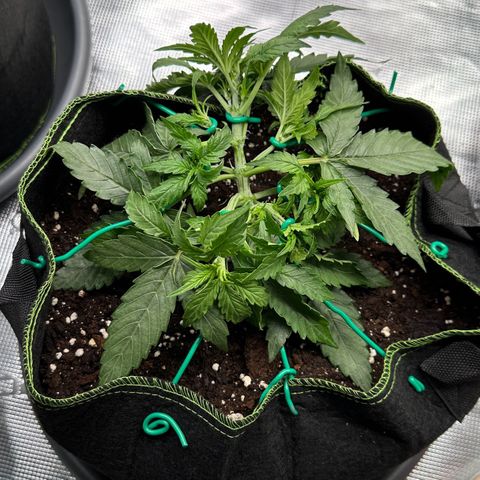 Quick One growlog timeline photo
