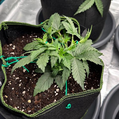 La Diva  #3 growlog timeline photo