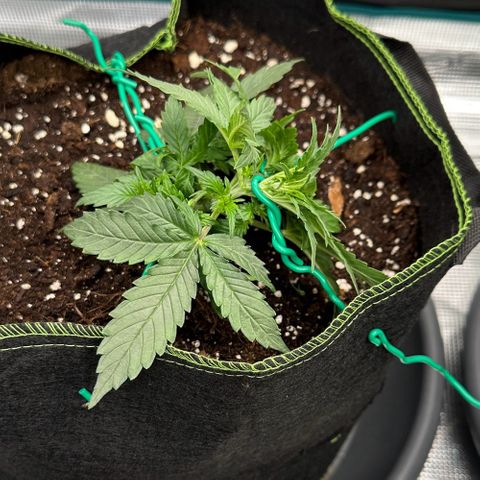 La Diva  #1 growlog timeline photo