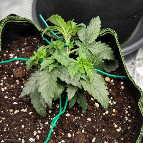 La Diva  #2 growlog timeline photo