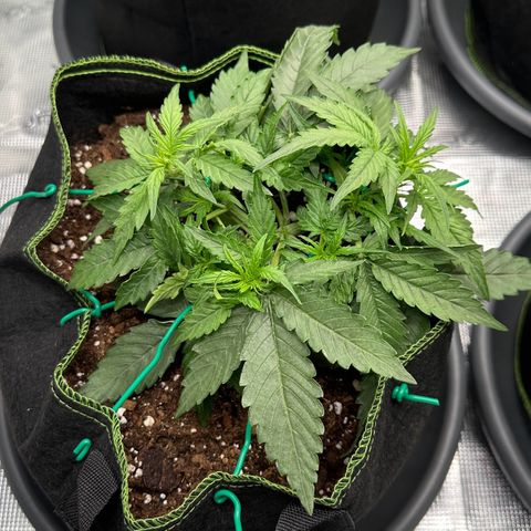 Quick One growlog timeline photo