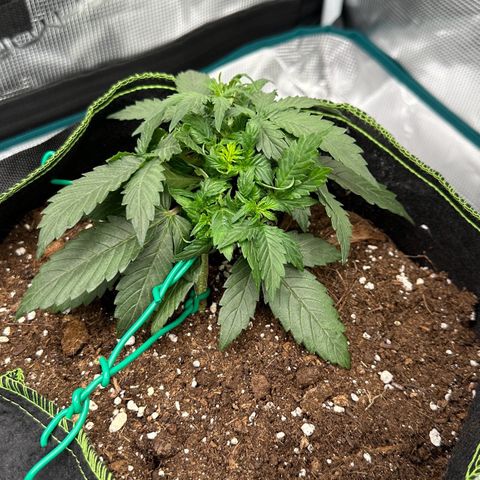 La Diva  #1 growlog timeline photo