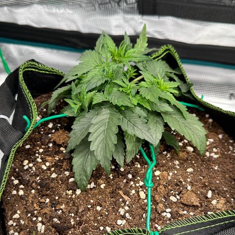 La Diva  #2 growlog timeline photo