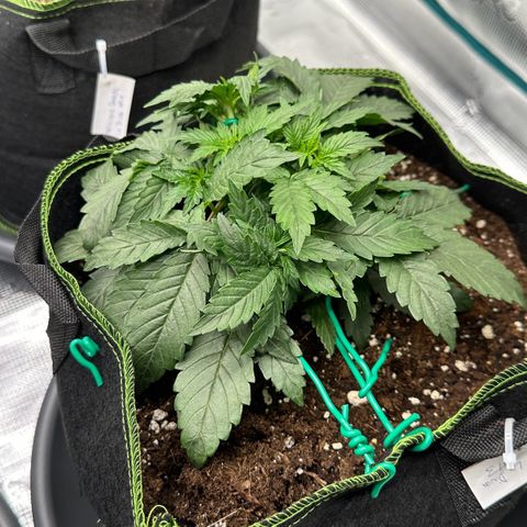 La Diva  #3 growlog timeline photo