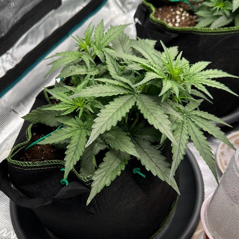 Quick One growlog timeline photo