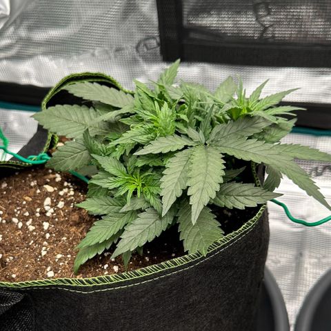La Diva  #1 growlog timeline photo