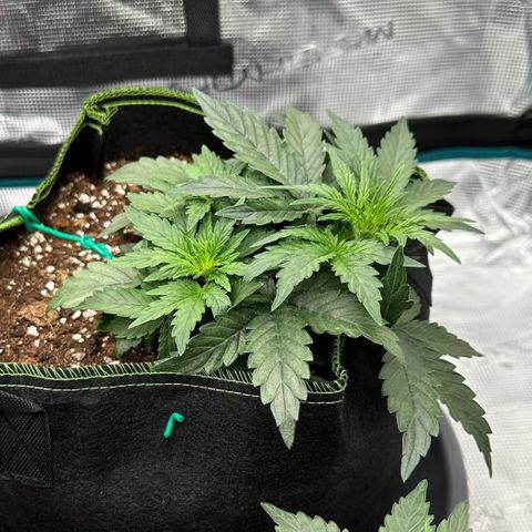 La Diva  #2 growlog timeline photo