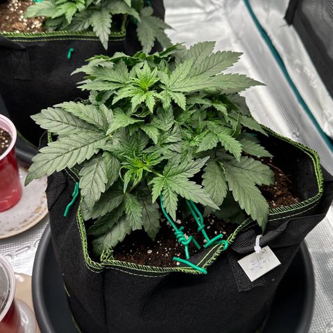 La Diva  #3 growlog timeline photo