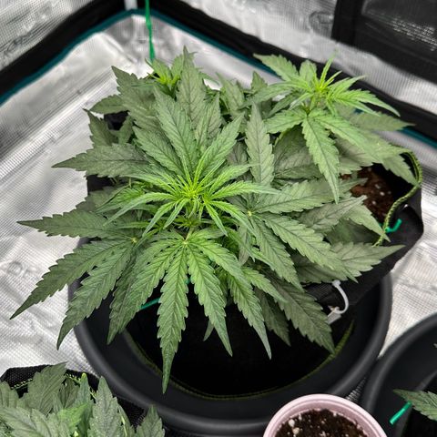 Quick One growlog timeline photo