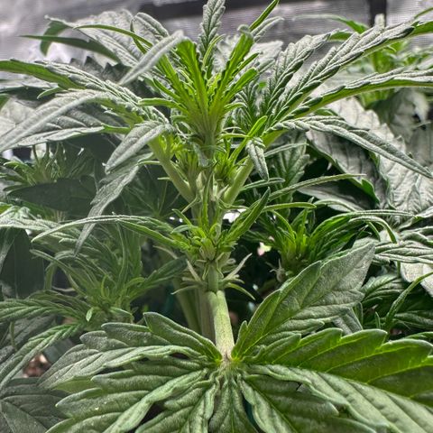 Quick One growlog photo: Pre Flowers seem to start 