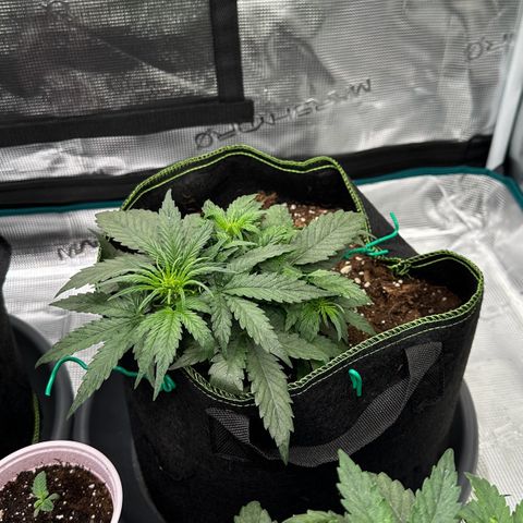 La Diva  #1 growlog timeline photo