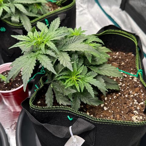 La Diva  #2 growlog timeline photo
