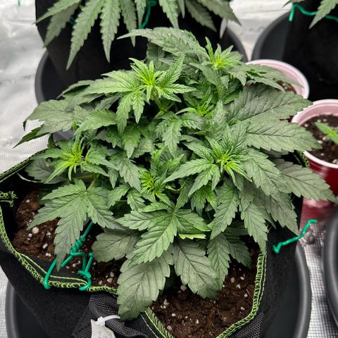 La Diva  #3 growlog timeline photo