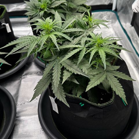 Quick One growlog timeline photo