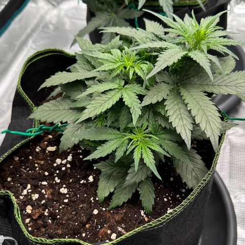 La Diva  #1 growlog timeline photo