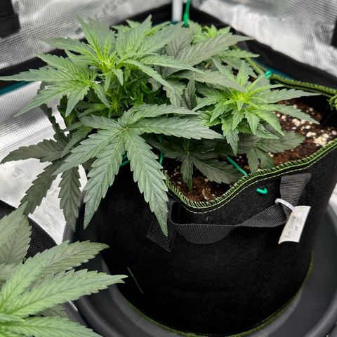 La Diva  #2 growlog timeline photo