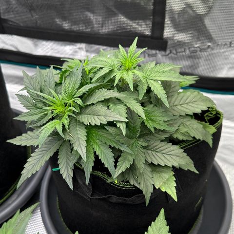 La Diva  #3 growlog timeline photo