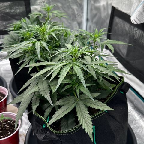 Quick One growlog timeline photo