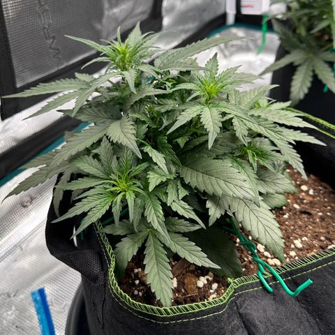 La Diva  #1 growlog timeline photo
