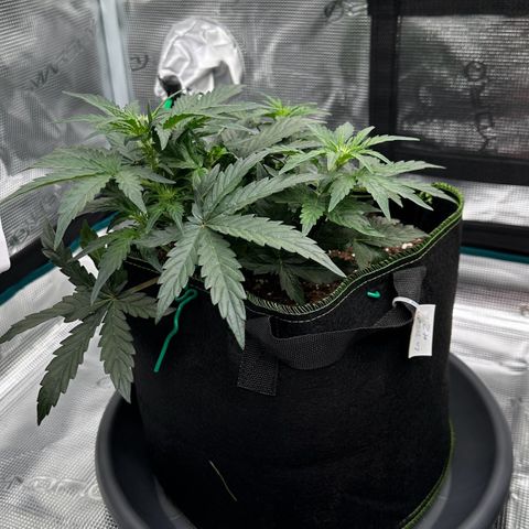 La Diva  #2 growlog timeline photo