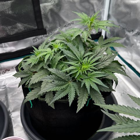 La Diva  #3 growlog timeline photo
