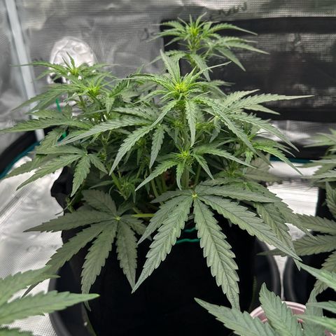 Quick One growlog timeline photo