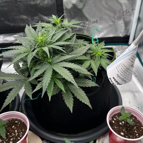 La Diva  #1 growlog timeline photo