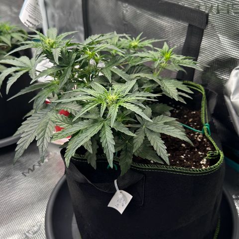 La Diva  #2 growlog timeline photo