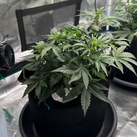 La Diva  #3 growlog timeline photo