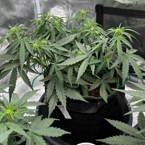 Quick One growlog timeline photo