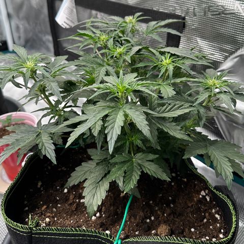 La Diva  #2 growlog timeline photo