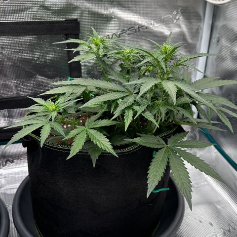 La Diva  #1 growlog timeline photo