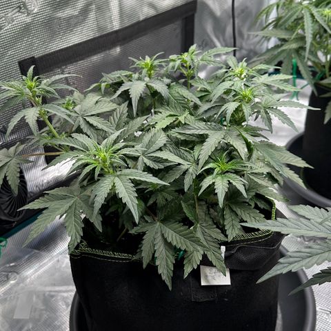 La Diva  #3 growlog timeline photo