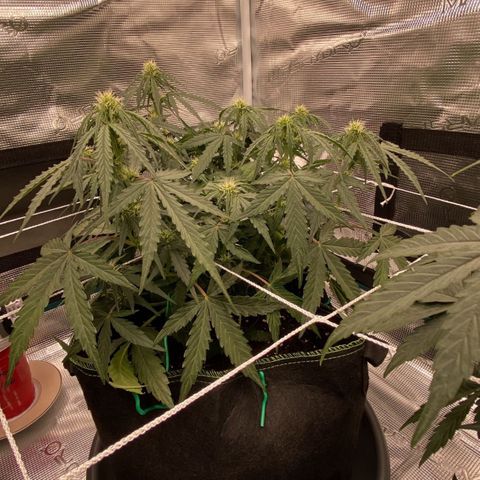 Quick One growlog timeline photo