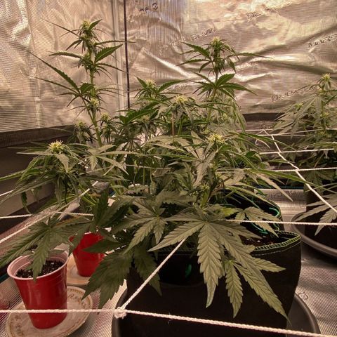 La Diva  #1 growlog timeline photo