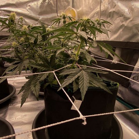 La Diva  #2 growlog timeline photo